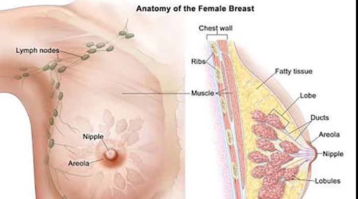 Breast Cancer for women