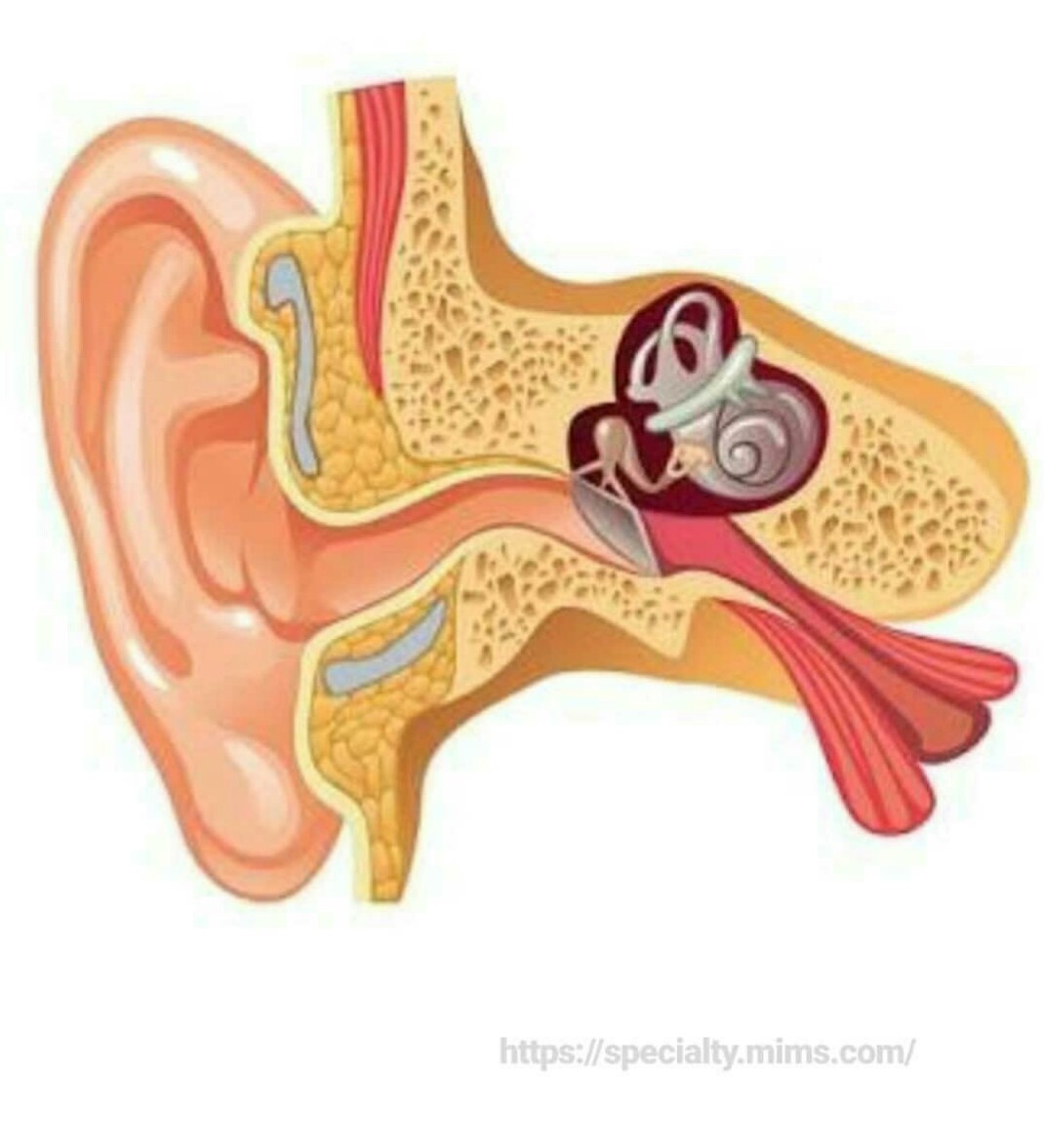 WHAT CAUSES OTITIS MEDIA AND HOW IT IS TREATED?