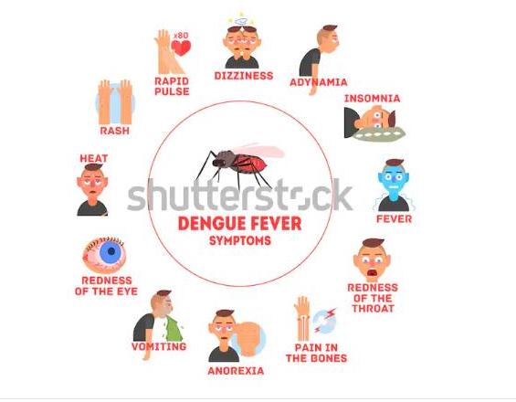 Dengue: All we need to know
