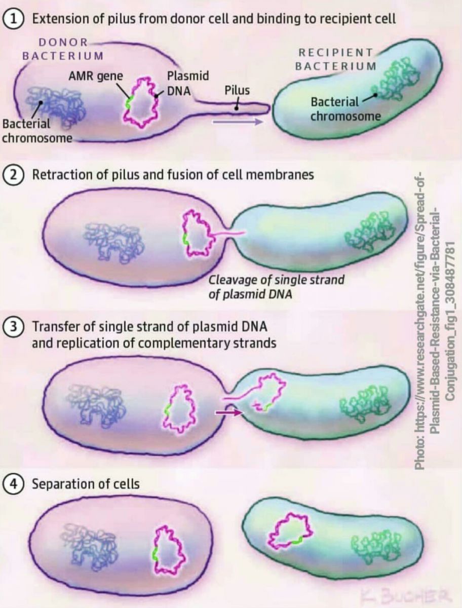 Бактерия донор. Conjugation bacteria. Плазмид резистанс. Antimicrobial Resistance. Conjugation Pilus.